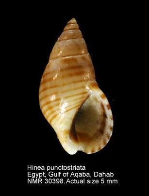 Hinea punctostriata.jpg - Hinea punctostriata(E.A.Smith,1872)